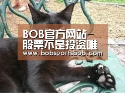 BOB体育